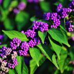 Callicarpa japonica
