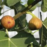Figs on Branch