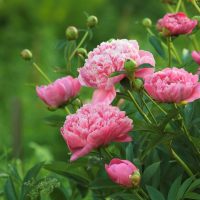 Close-up of pink peonies in open field